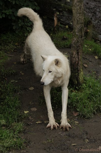 DSC01977.JPG - Alaska Wolf